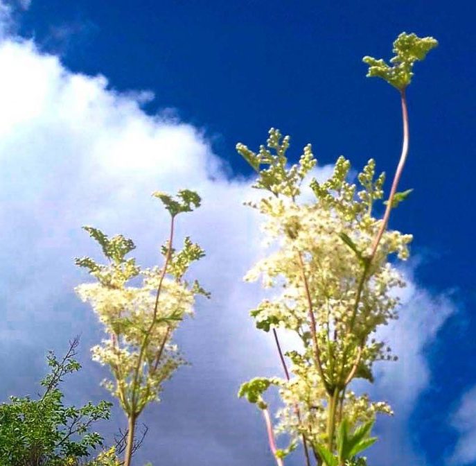 Fleurs reine des prés ciel bleu aspirine végétale
